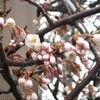 富士桜が開花した