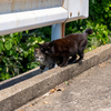 玄海諸島のねこさん