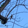 鵯の鳴けば俄かに人恋し（あ）