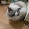 ふくちゃんが久しぶりに物見台で眠ったこと