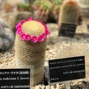 田舎で暮らしたいマンブログ