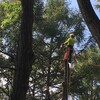 樹木伐採と薪割りの日々