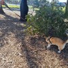 犬のヘビ避けトレーニング体験 in オーストラリア ～Snake avoidance training～