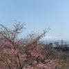 河津桜と白山