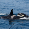 知床・羅臼の海でシャチとザトウクジラを見てきた