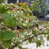 ３月末の地植えの芽吹き