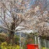 桜咲く。今年満開の桜の下へ・・。