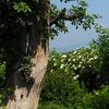 わたしがバラの柵づくりにハマった理由（わけ）・・・