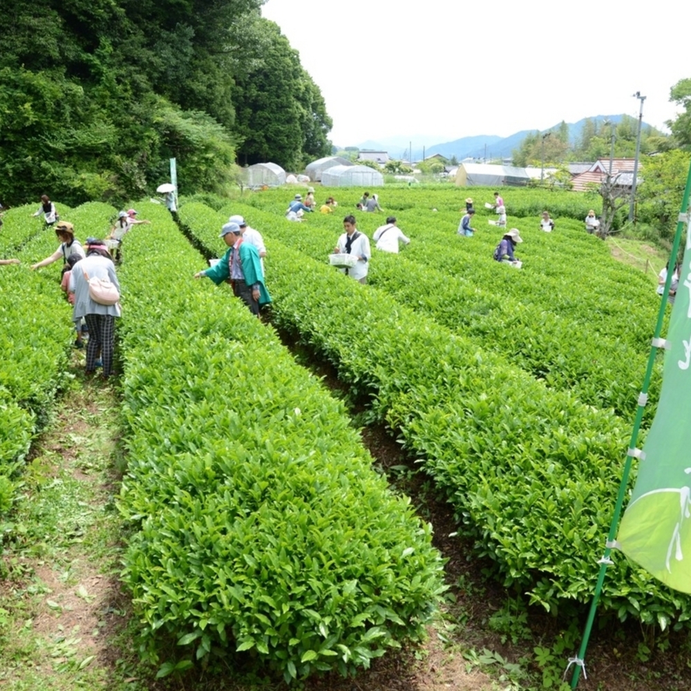 茶どころ丹波篠山で楽しむ無料お茶イベント！第42回大国寺と丹波茶まつり