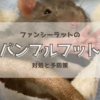 ファンシーラットのバンブルフットの対処と予防策