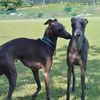 ビート君・ヨーロッパ犬と変わらない！カッコよさ！