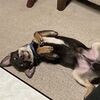 子犬ちゃんの去勢手術〈前日〉のこと
