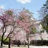 日本　大垣城と桜