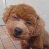 日傘はアリか？、、、