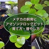 アマゾンフロッグピットの育て方・増やし方・枯れる・越冬対策を紹介