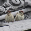 身近な鳥の雛たち〜スズメ、カルガモ