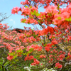 つつじ公園！