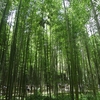 しなやかでやさしい人間になる！旅のすすめ「嵯峨嵐山」竹林、常寂光寺、お香づくりプラン