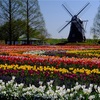 久しぶりの あけぼの山農業公園！チューリップ満開 (*^-^*)！