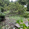 台風被害