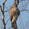 鳥撮散歩　ノスリとタシギ