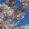 桜の下のミーティング