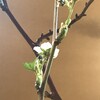 純白の木苺の花