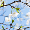スキルアップ！桜写真の空抜け構図の画像処理