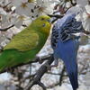 セキセイインコを連れてお花見