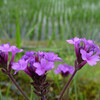 朝の散歩で、小さな花がきれいだった。