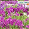 地域住民が植えた４０００株の花しょうぶ見頃 山都町