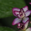 梅雨に入ったが見頃はまだ先だった紫陽花