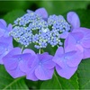 額紫陽花　一番花　咲く