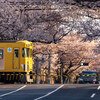 桜の踏切