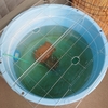 ベランダで巣ごもる金魚