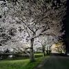 夜桜ライトアップ2024