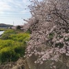 春ですね。植物に癒されています。そして統合ワークの日々