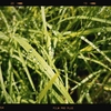 Photo No.1990 / 金曜日を乗り越えた