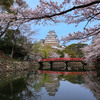 世界遺産 姫路城の桜
