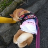 朝はのんびり、だよ