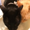 家のにゃんこ達は…