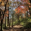 【嵐山渓谷】紅葉も見納め。官ノ倉山とセットで歩いてみた