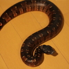 バイパーボア(Viper Boa)の飼育