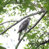 雨予報でも探鳥(大阪城野鳥探鳥 2016/09/19 7:10-12:10)