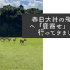 春日大社の飛火野へ「鹿寄せ」を見に行ってきました