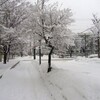 北海道は雪