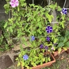 今年の夏暑すぎて朝顔の種まだできないです。