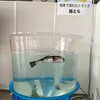 相馬の魚