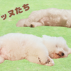 【ビションフリーゼ】いくら必要？お迎え～生活費まで