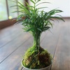 苔玉ワークショップ in 月日